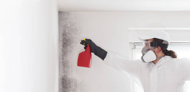 Best Local Mold Removal Service  in Pleasantville, IA