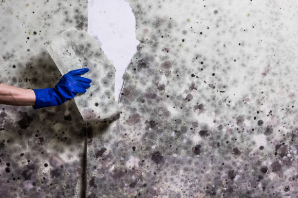 Best Mold Inspection  in Pleasantville, IA