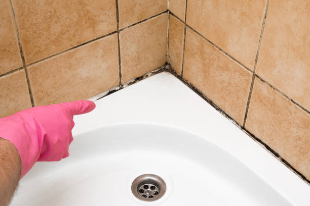 Best Black Mold Removal  in Pleasantville, IA